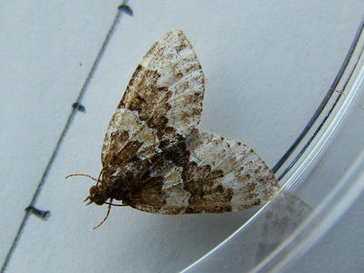 Broken Barred Carpet
